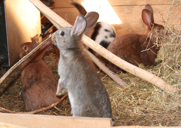 Kaninchen Innereien-Mix vom Alpstein Kaninchen 250g