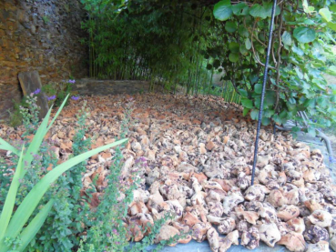 Preview: Kauwurzel Torgas